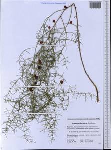 Asparagus dauricus Fisch. ex Link, Siberia, Baikal & Transbaikal region (S4) (Russia)