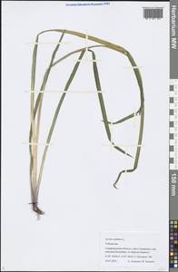 Acorus calamus L., Middle Asia, Pamir & Pamiro-Alai (M2) (Uzbekistan)