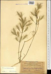 Bromus danthoniae Trin., Caucasus, Azerbaijan (K6) (Azerbaijan)