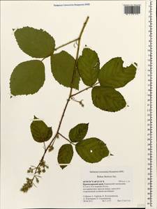 Rubus ibericus Juz., Caucasus, Krasnodar Krai & Adygea (K1a) (Russia)