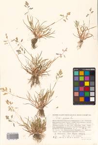 Poa annua L., Siberia, Russian Far East (S6) (Russia)