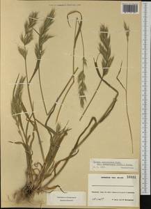 Bromus lanceolatus Roth, Western Europe (EUR) (France)