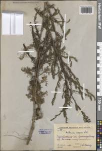 Artemisia scoparia Waldst. & Kit., Eastern Europe, Lower Volga region (E9) (Russia)