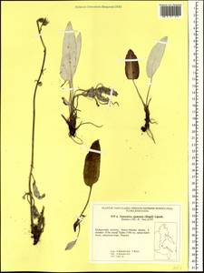 Saussurea ajanensis Lipsch., Siberia, Russian Far East (S6) (Russia)