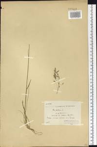 Poa pratensis L., Siberia, Yakutia (S5) (Russia)