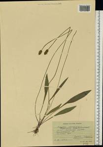 Plantago lanceolata L., Eastern Europe, South Ukrainian region (E12) (Ukraine)