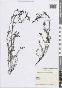 Artemisia scoparia Waldst. & Kit., Caucasus, Armenia (K5) (Armenia)