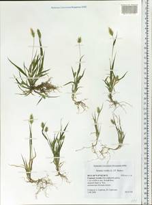 Setaria viridis (L.) P.Beauv., Siberia, Altai & Sayany Mountains (S2) (Russia)