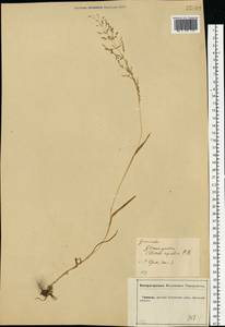 Catabrosa aquatica (L.) P.Beauv., Eastern Europe, Central forest-and-steppe region (E6) (Russia)