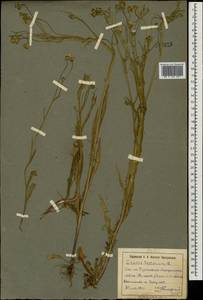Crepis tectorum L., Eastern Europe, South Ukrainian region (E12) (Ukraine)