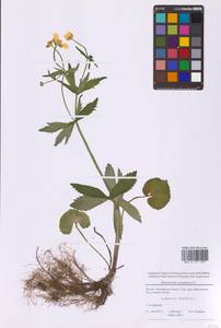 Ranunculus cassubicus L., Eastern Europe, Moscow region (E4a) (Russia)