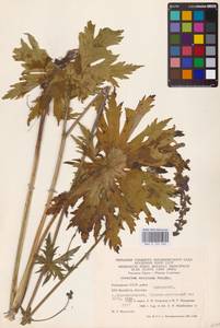 Aconitum septentrionale Koelle, Eastern Europe, Eastern region (E10) (Russia)