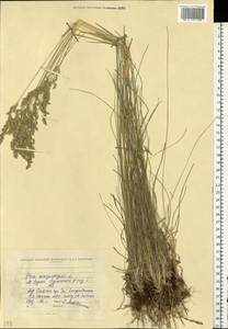Poa angustifolia L., Eastern Europe, North Ukrainian region (E11) (Ukraine)