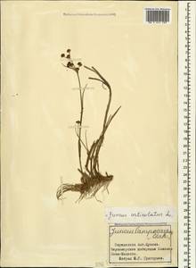 Juncus articulatus L., Caucasus, Black Sea Shore (from Novorossiysk to Adler) (K3) (Russia)