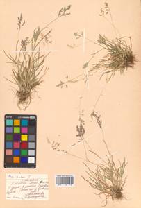 Poa annua L., Siberia, Russian Far East (S6) (Russia)