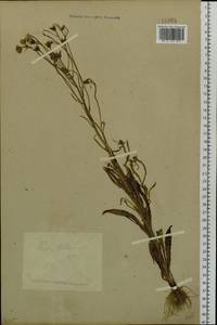 Crepis tectorum L., Siberia, Baikal & Transbaikal region (S4) (Russia)