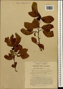 Parrotia persica (DC.) C.A.Mey., Caucasus, Azerbaijan (K6) (Azerbaijan)