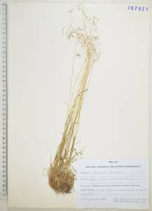 Agrostis clavata Trin., Siberia, Russian Far East (S6) (Russia)