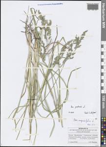 Poa pratensis L., Eastern Europe, Middle Volga region (E8) (Russia)