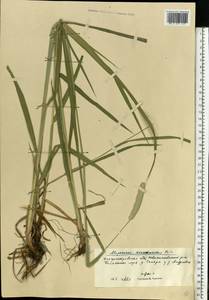 Alopecurus arundinaceus Poir., Eastern Europe, South Ukrainian region (E12) (Ukraine)