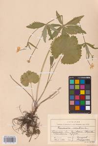 Ranunculus cassubicus L., Eastern Europe, Western region (E3) (Russia)