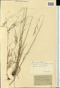 Poa angustifolia L., Eastern Europe, South Ukrainian region (E12) (Ukraine)