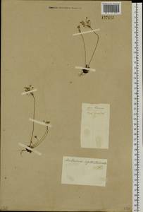 Androsace septentrionalis L., Siberia, Altai & Sayany Mountains (S2) (Russia)