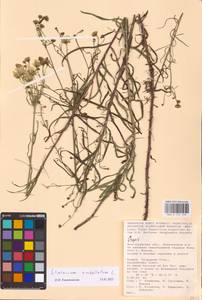 Hieracium umbellatum L., Eastern Europe, Lower Volga region (E9) (Russia)