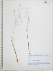 Agrostis clavata Trin., Siberia, Russian Far East (S6) (Russia)
