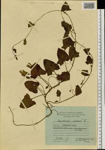 Convolvulus arvensis L., Siberia, Russian Far East (S6) (Russia)
