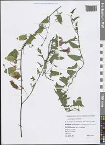 Convolvulus arvensis L., Siberia, Baikal & Transbaikal region (S4) (Russia)