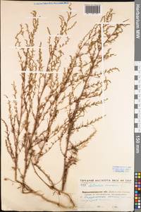 Artemisia scoparia Waldst. & Kit., Eastern Europe, North Ukrainian region (E11) (Ukraine)