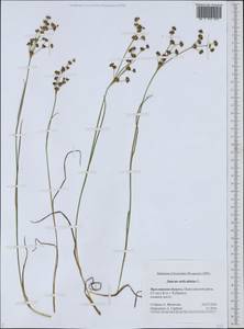 Juncus articulatus L., Eastern Europe, Central forest region (E5) (Russia)