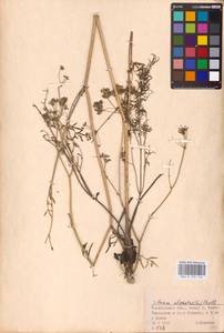 Silaum silaus (L.) Schinz & Thell., Eastern Europe, Eastern region (E10) (Russia)