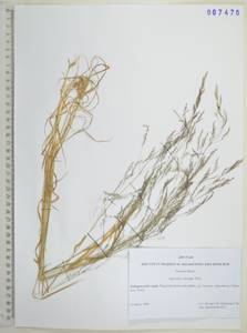 Agrostis clavata Trin., Siberia, Russian Far East (S6) (Russia)