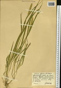 Setaria pumila (Poir.) Roem. & Schult., Siberia, Russian Far East (S6) (Russia)