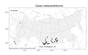 Carex melananthiformis Litv., Atlas of the Russian Flora (FLORUS) (Russia)