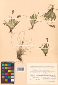 Tofieldia coccinea Richardson, Siberia, Russian Far East (S6) (Russia)