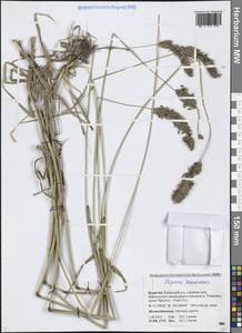 Alopecurus arundinaceus Poir., Siberia, Baikal & Transbaikal region (S4) (Russia)