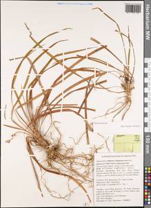 Ophiopogon, South Asia, South Asia (Asia outside ex-Soviet states and Mongolia) (ASIA) (Vietnam)