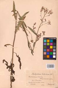 Lactuca tatarica (L.) C. A. Mey., Eastern Europe, Central forest-and-steppe region (E6) (Russia)