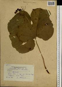 Diphylleia grayi F. Schmidt, Siberia, Russian Far East (S6) (Russia)