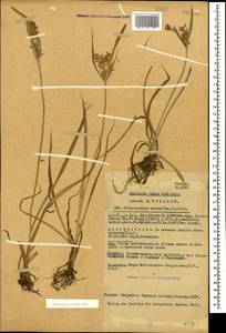 Cyperus esculentus L., Caucasus, Azerbaijan (K6) (Azerbaijan)