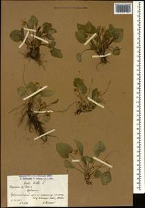 Viola hirta L., Caucasus, Armenia (K5) (Armenia)