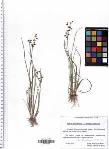 Juncus articulatus L., Eastern Europe, Middle Volga region (E8) (Russia)