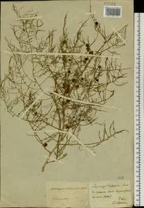 Asparagus dauricus Fisch. ex Link, Siberia, Baikal & Transbaikal region (S4) (Russia)