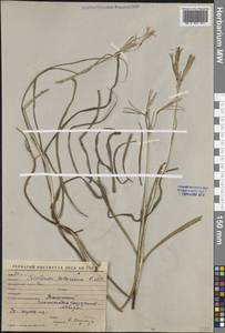 Ixiolirion tataricum (Pall.) Schult. & Schult.f., Middle Asia, Syr-Darian deserts & Kyzylkum (M7) (Uzbekistan)