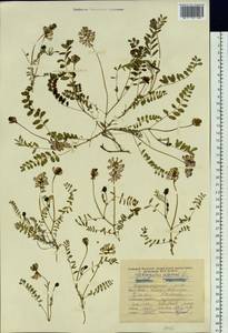 Astragalus alpinus L., Siberia, Yakutia (S5) (Russia)