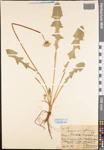 Taraxacum officinale Weber ex F. H. Wigg., Eastern Europe, Moscow region (E4a) (Russia)