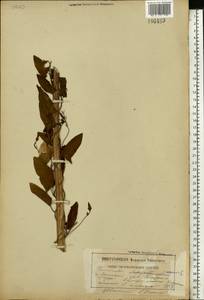 Convolvulus arvensis L., Eastern Europe, Belarus (E3a) (Belarus)